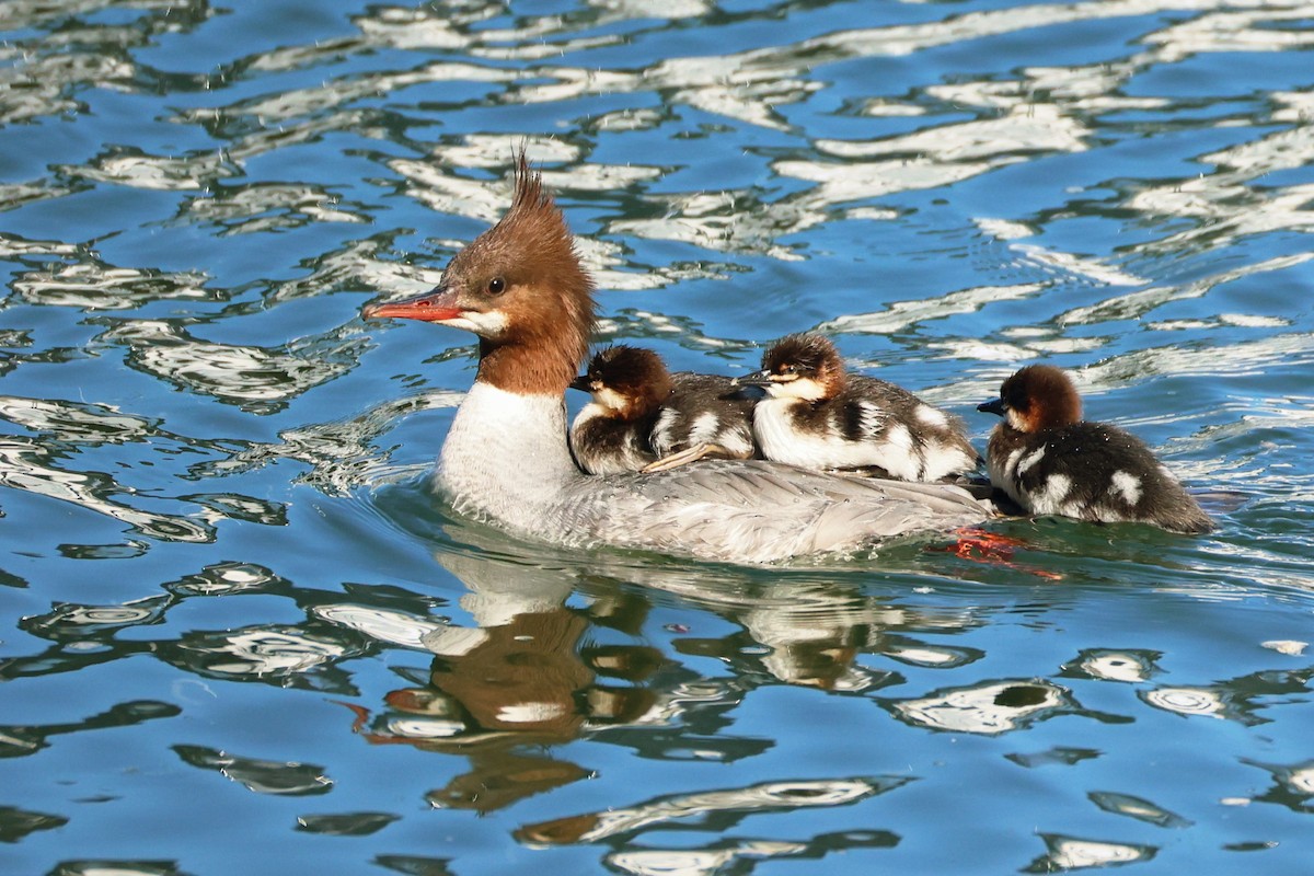 Common Merganser (North American) - ML658789974