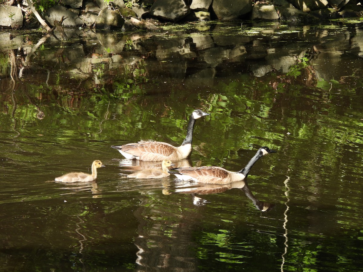 eBird Checklist - 31 May 2026 - The Monastery, Cumberland - 41 species