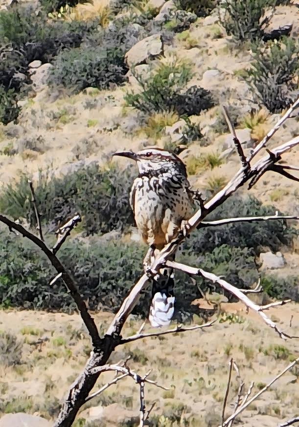 Cactus Wren - ML658790803