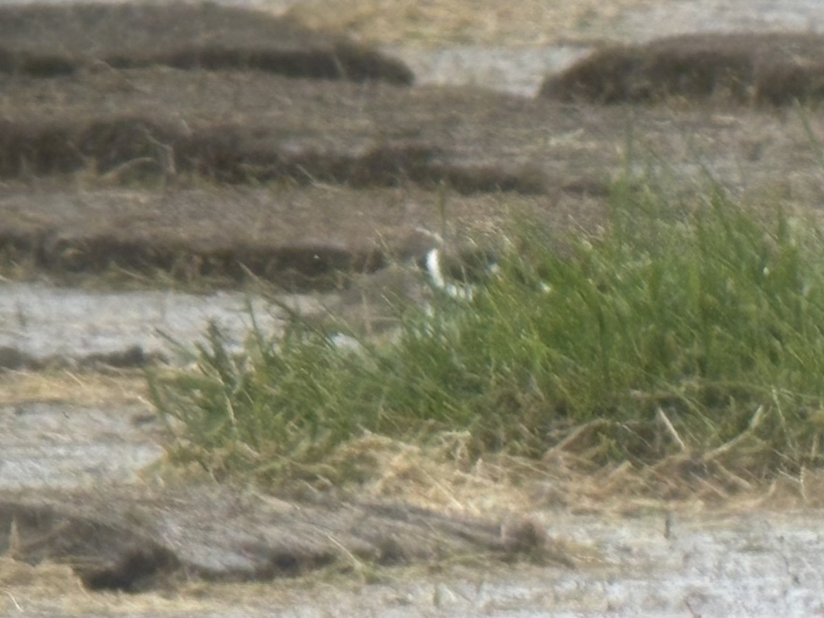 Semipalmated Plover - ML658791816