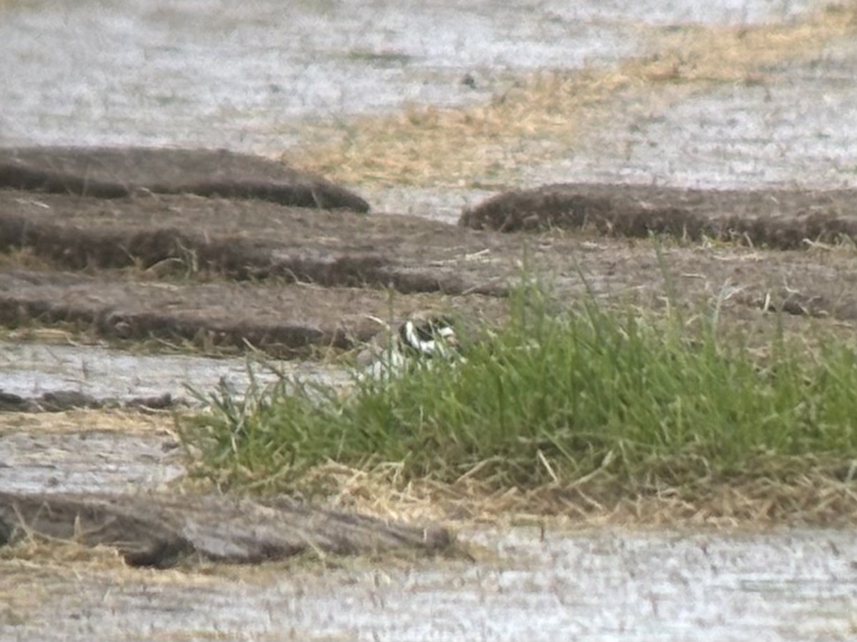 Semipalmated Plover - ML658791817