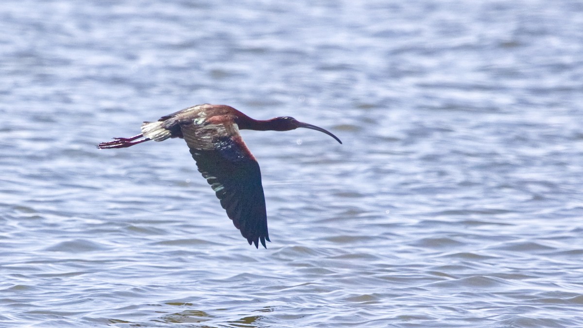 White-faced Ibis - ML658794653
