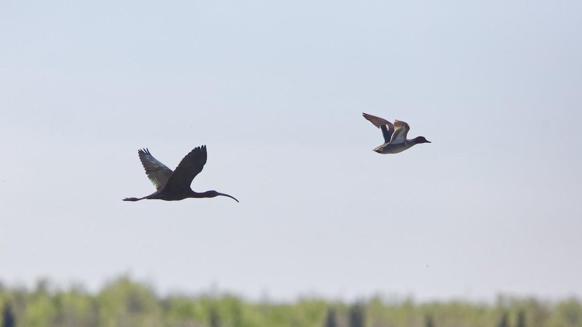 Green-winged Teal (American) - ML658794655