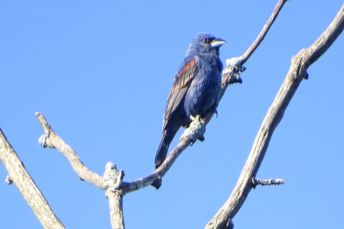 Blue Grosbeak - ML65879471