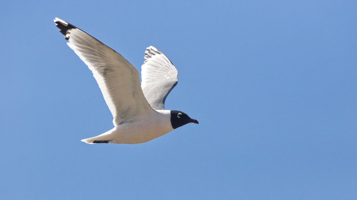 Franklin's Gull - ML658794970