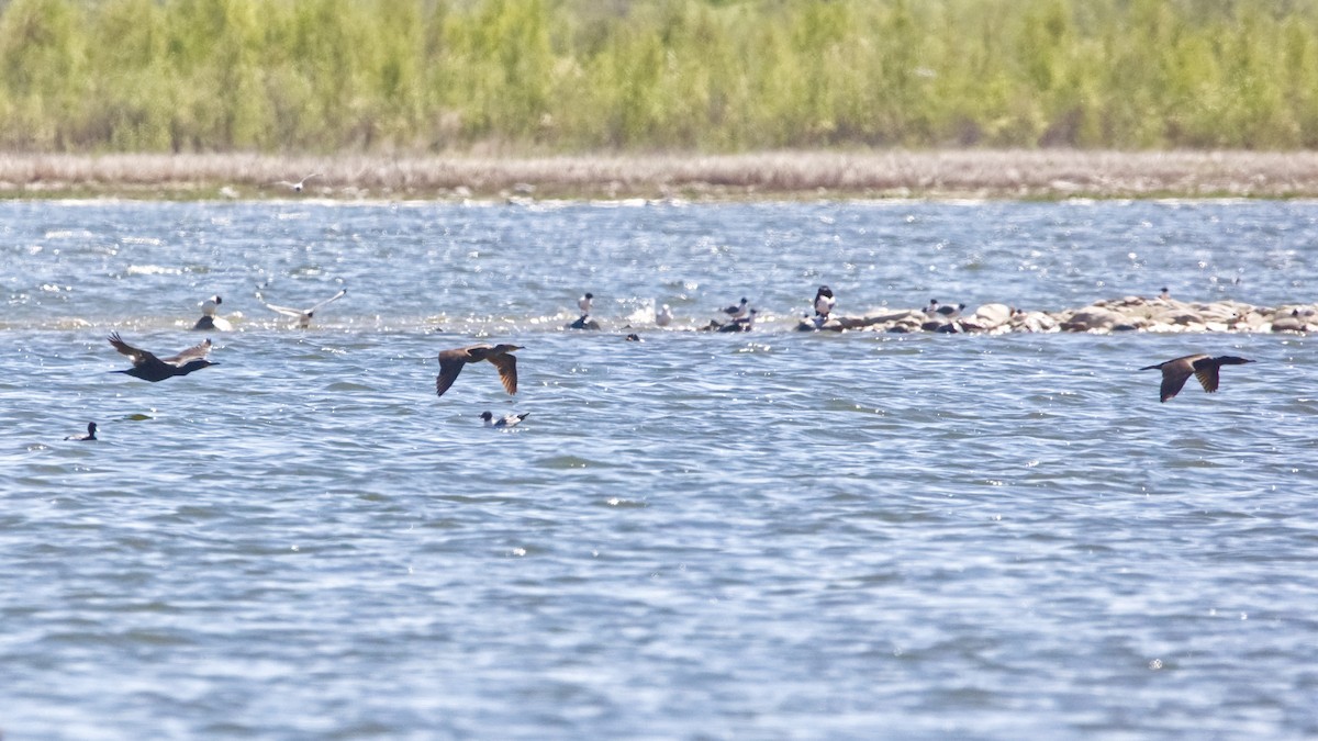 Double-crested Cormorant - ML658795203