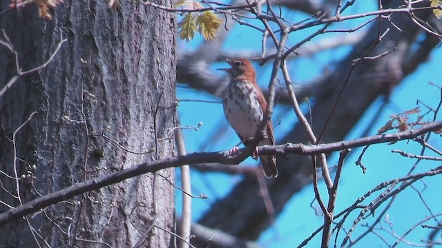 Wood Thrush - ML658795458