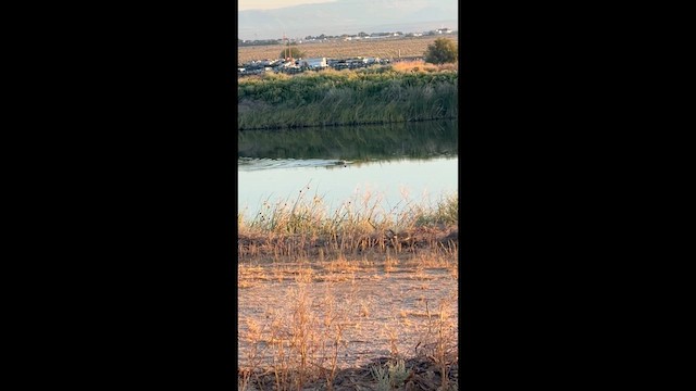 מרגון בינוני - ML658795998