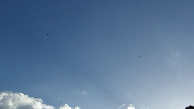 Blue-and-white Swallow (cyanoleuca) - ML658796979