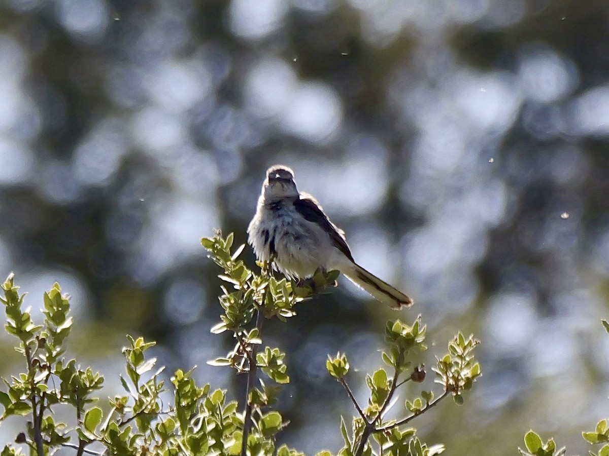 Northern Mockingbird - ML658797012