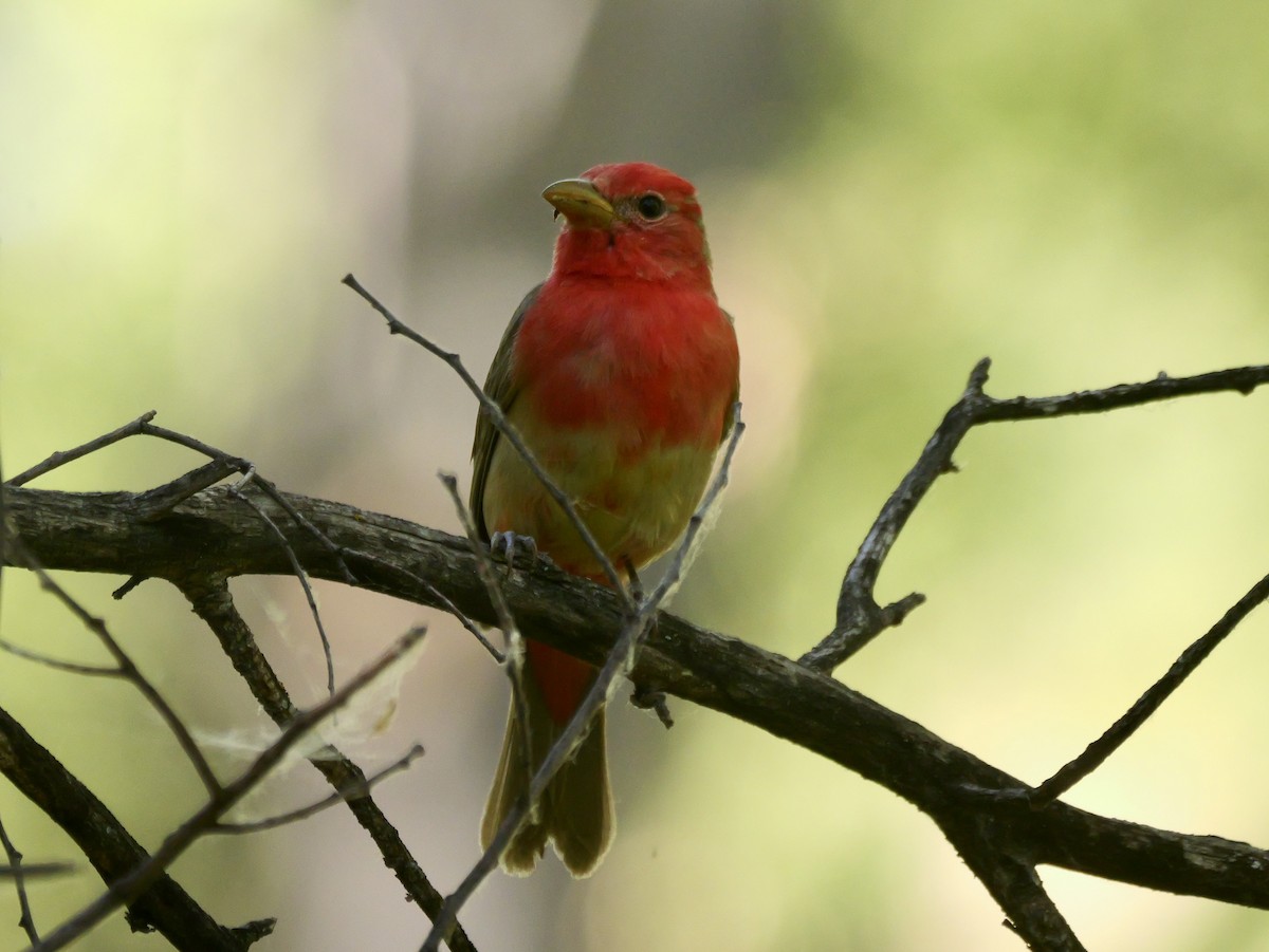 Summer Tanager - ML658797015