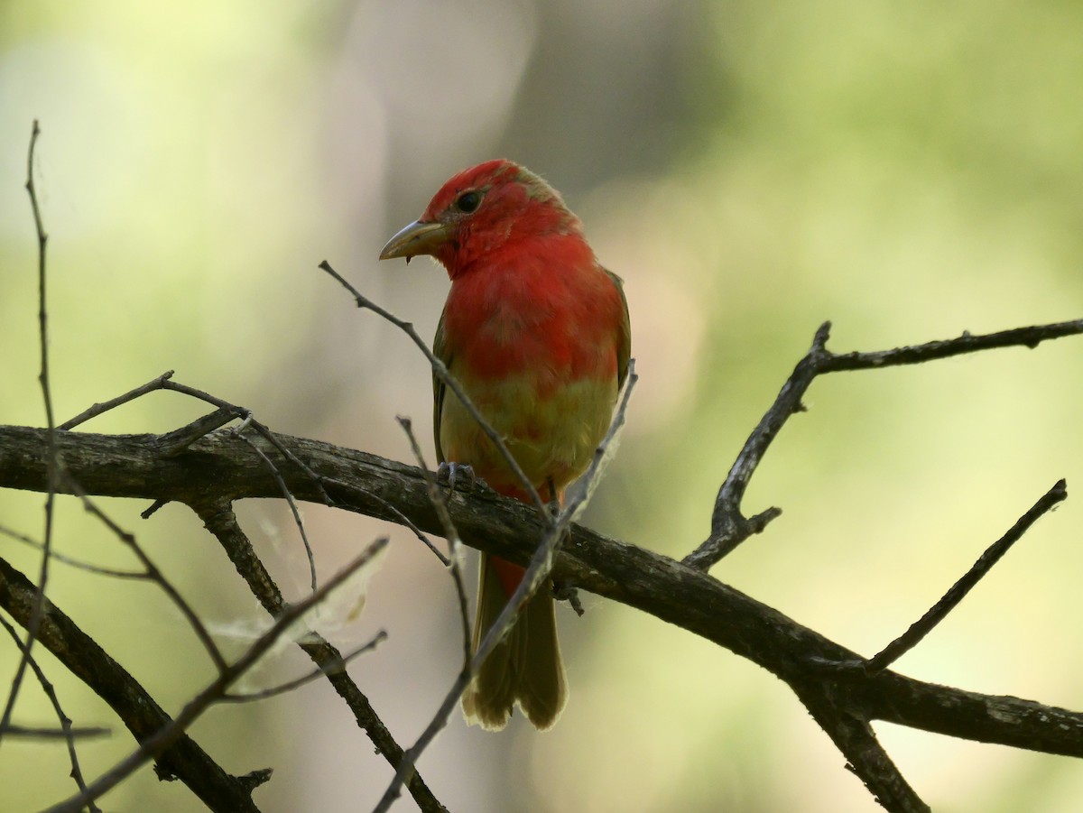 Summer Tanager - ML658797016