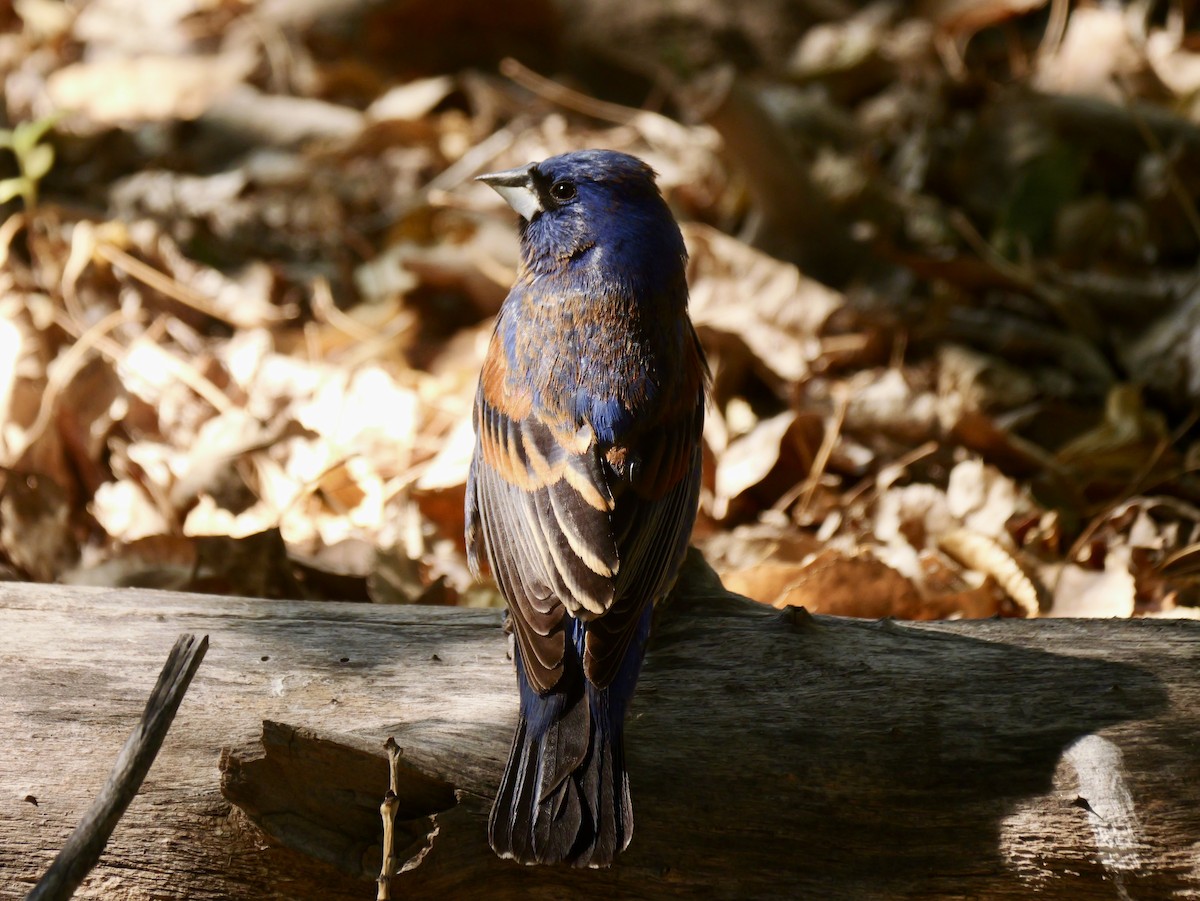 Blue Grosbeak - ML658797032