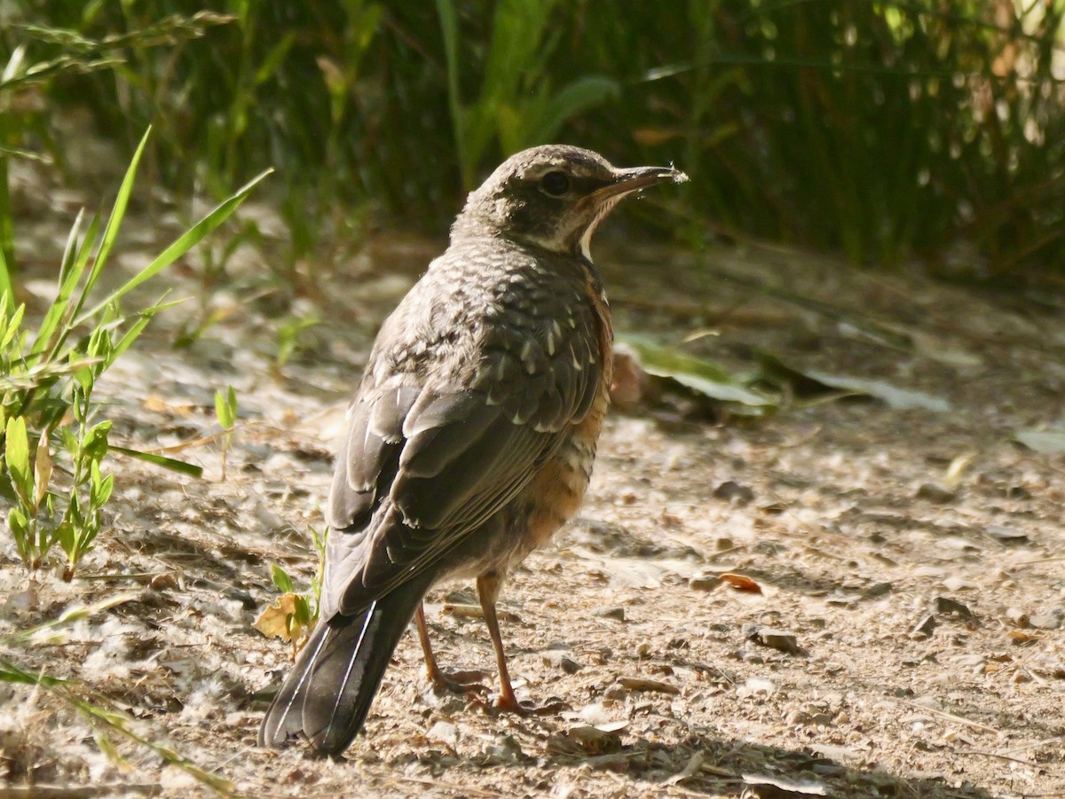 American Robin - ML658799954