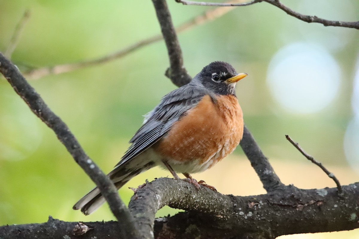 American Robin - ML658801925