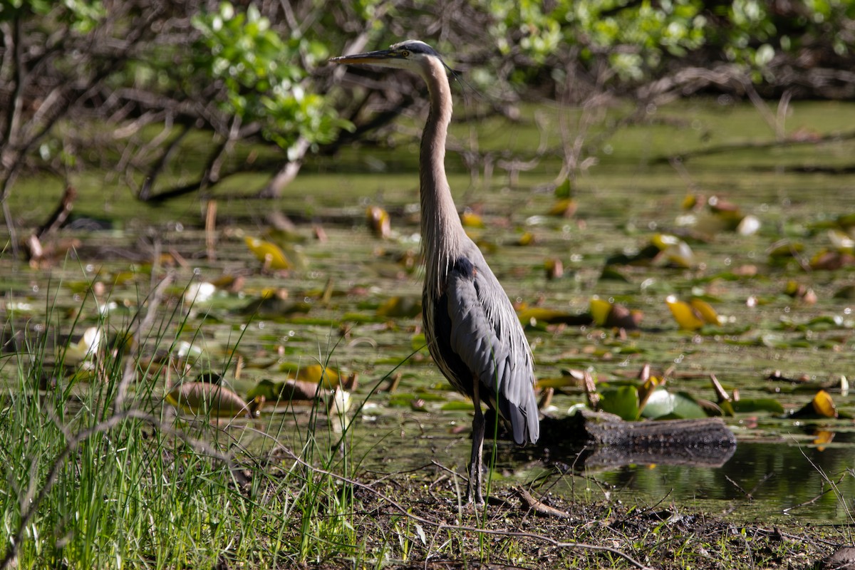 Great Blue Heron (Great Blue) - ML658802453