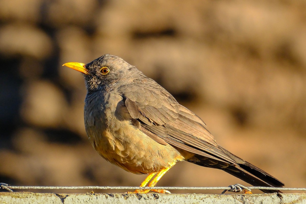 Karoo Thrush - ML658802593