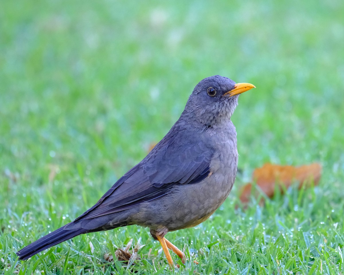 Karoo Thrush - ML658802594