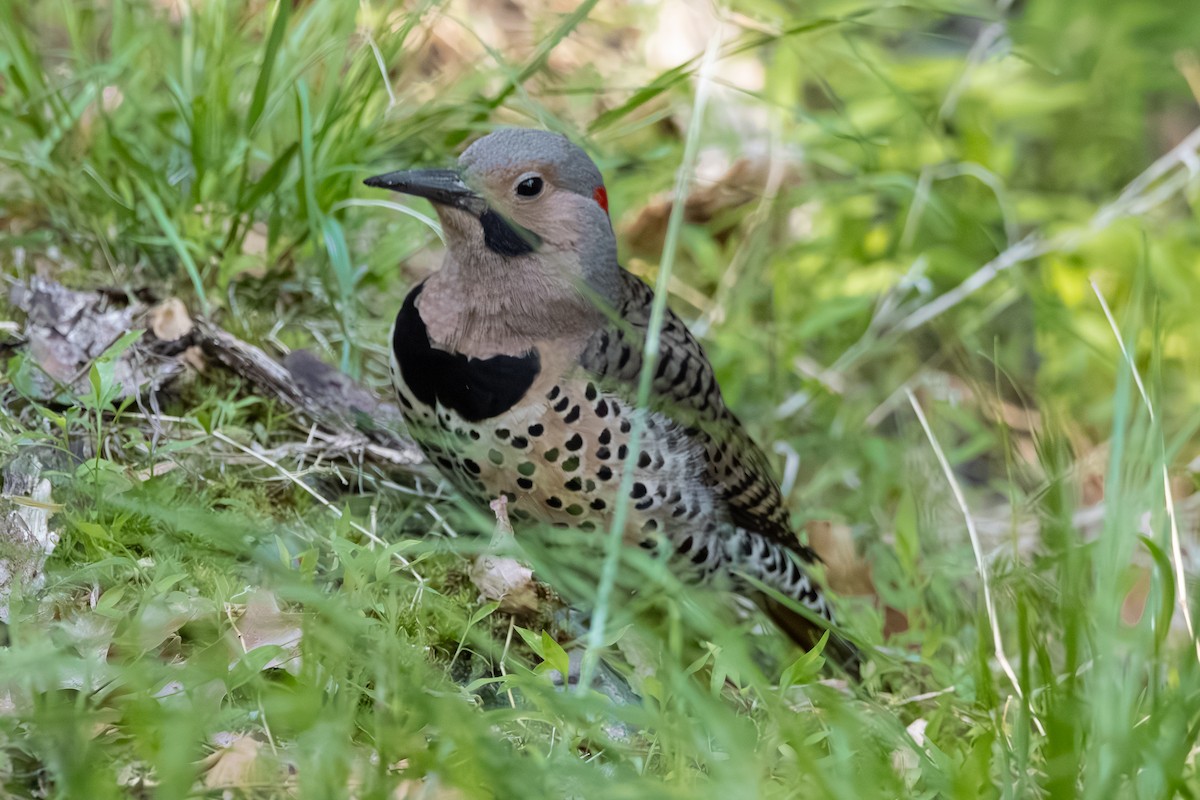 Northern Flicker (Yellow-shafted) - ML658802739