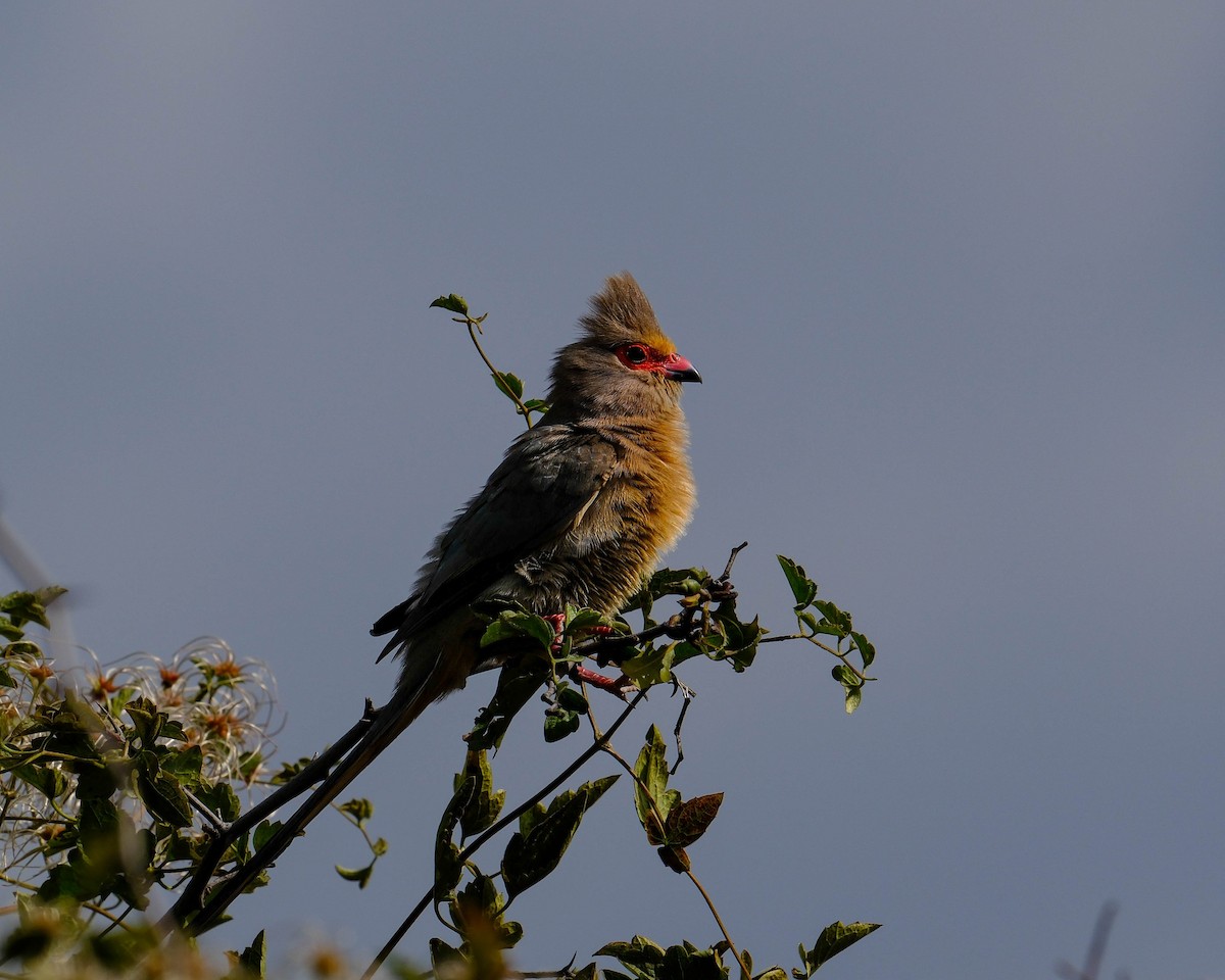 Red-faced Mousebird - ML658802982