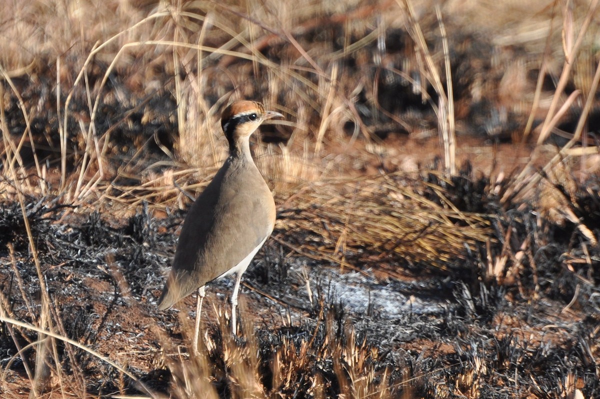 Temminck's Courser - ML658803131