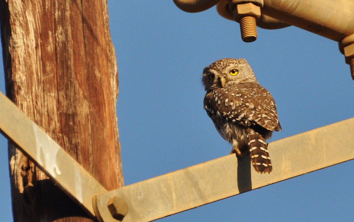 Pearl-spotted Owlet - ML658803151