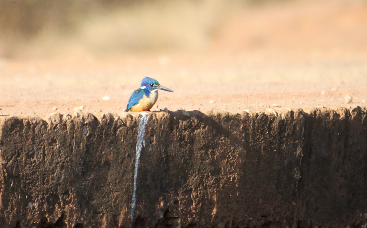 Half-collared Kingfisher - ML658803169