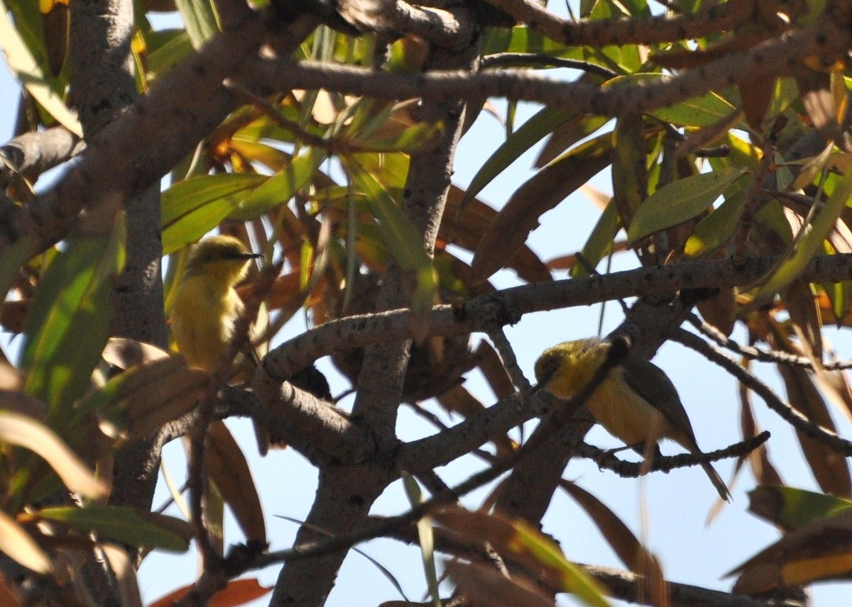 Green-capped Eremomela - ML658803189