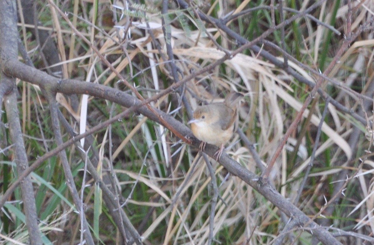 Red-faced Cisticola - ML658803210
