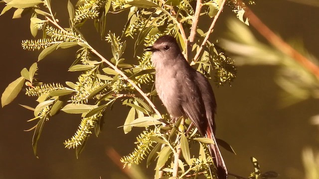 Katzenspottdrossel - ML658803556