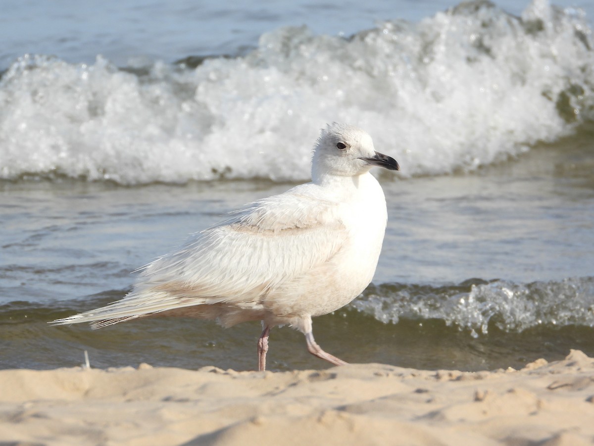Iceland Gull - ML658804456