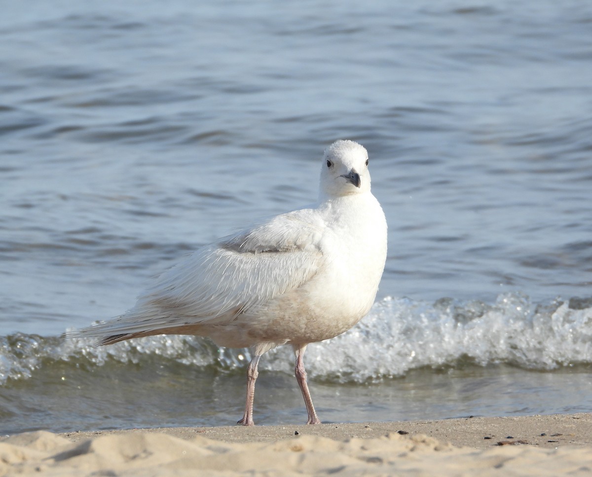 Iceland Gull - ML658804463