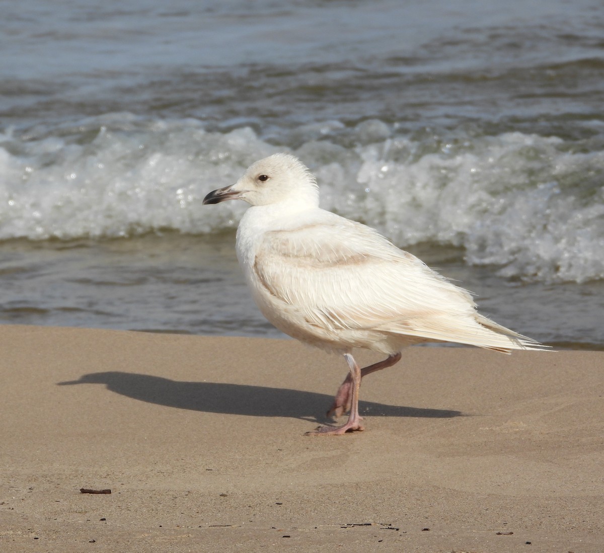 Iceland Gull - ML658804484