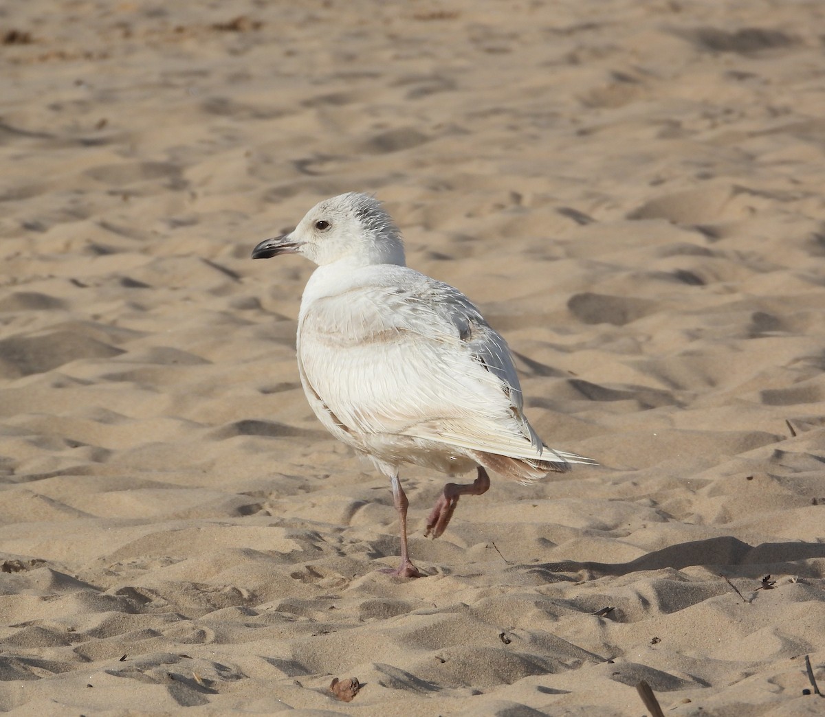 Iceland Gull - ML658804487