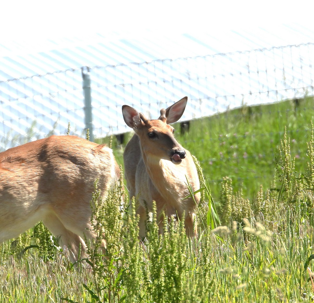 動物界 - ML658804760