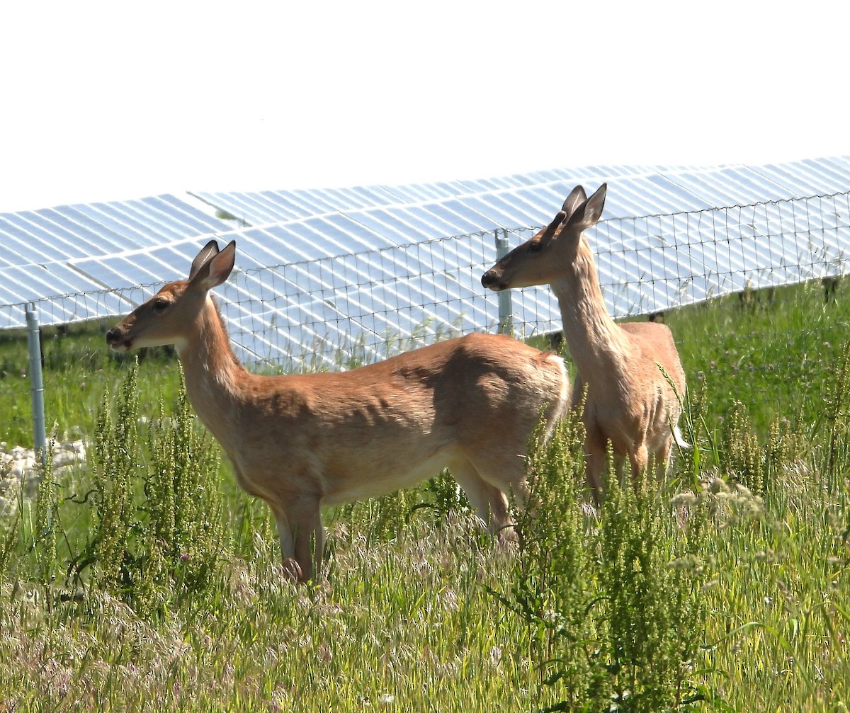 動物界 - ML658804766