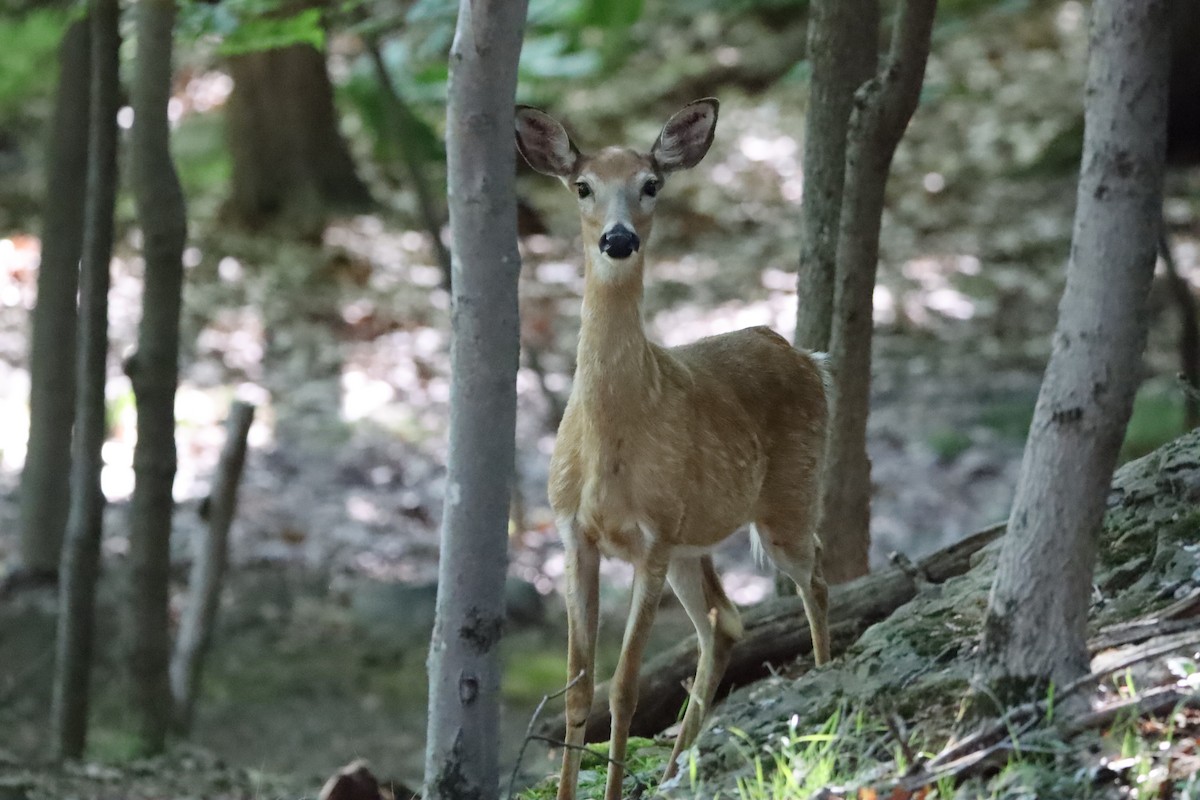 Northern White-tailed Deer - ML658804872