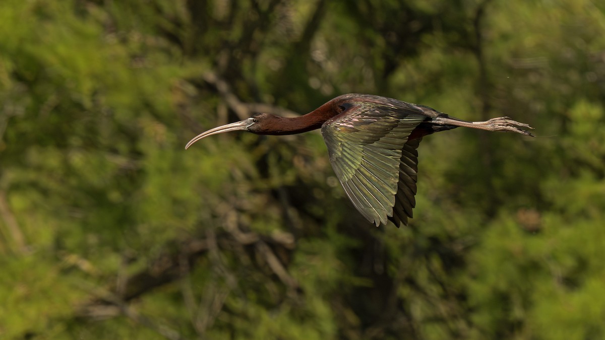 Glossy Ibis - ML658806273