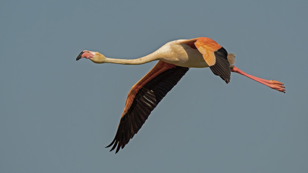 Greater Flamingo - ML658806289
