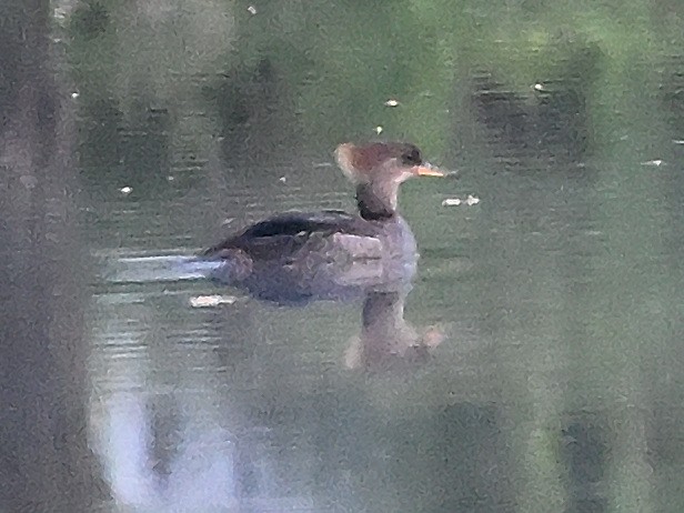 Hooded Merganser - ML658807490