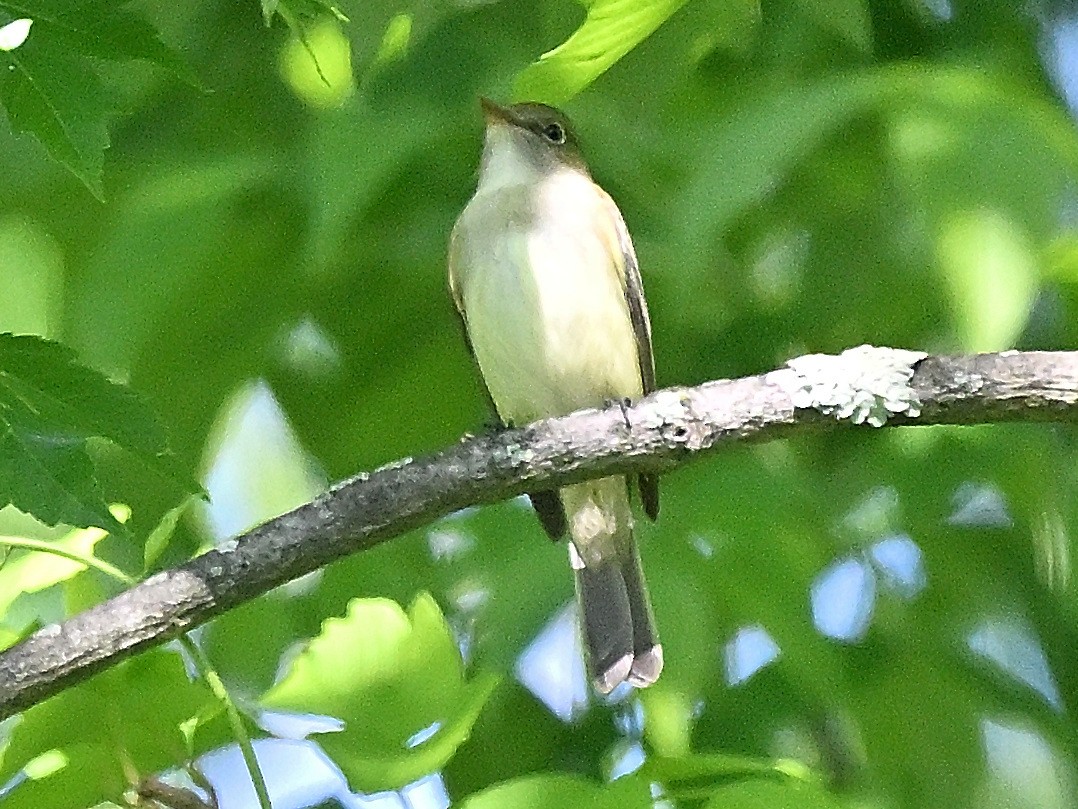 Alder Flycatcher - ML658807533