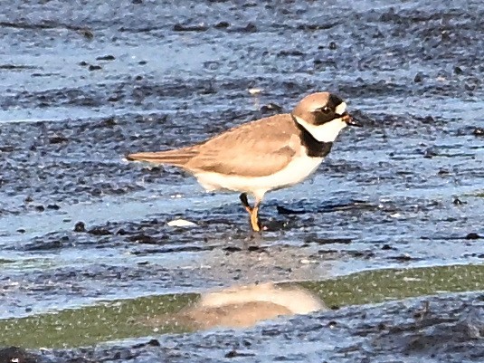 Semipalmated Plover - ML658807551