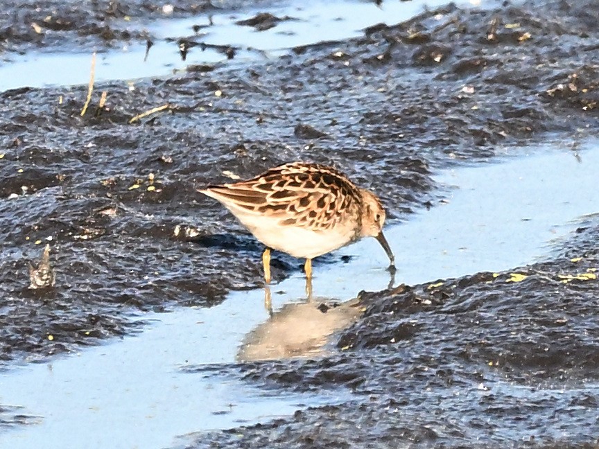 Least Sandpiper - ML658807568
