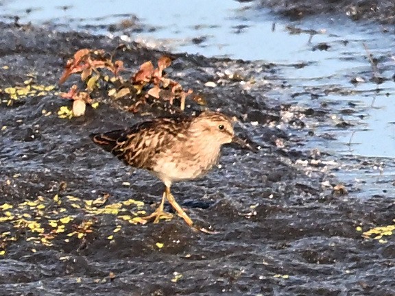 Least Sandpiper - ML658807581