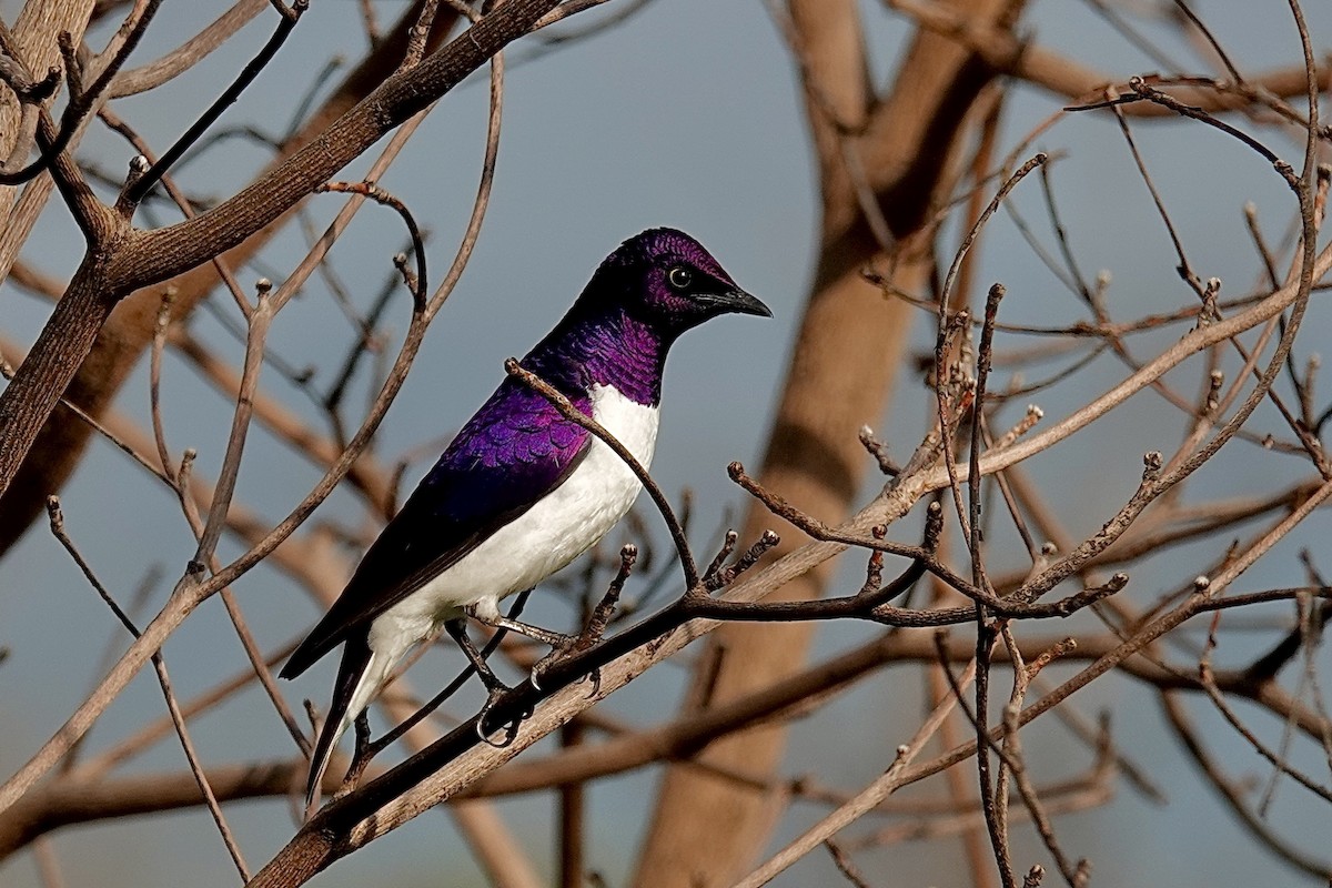Violet-backed Starling - ML658807694