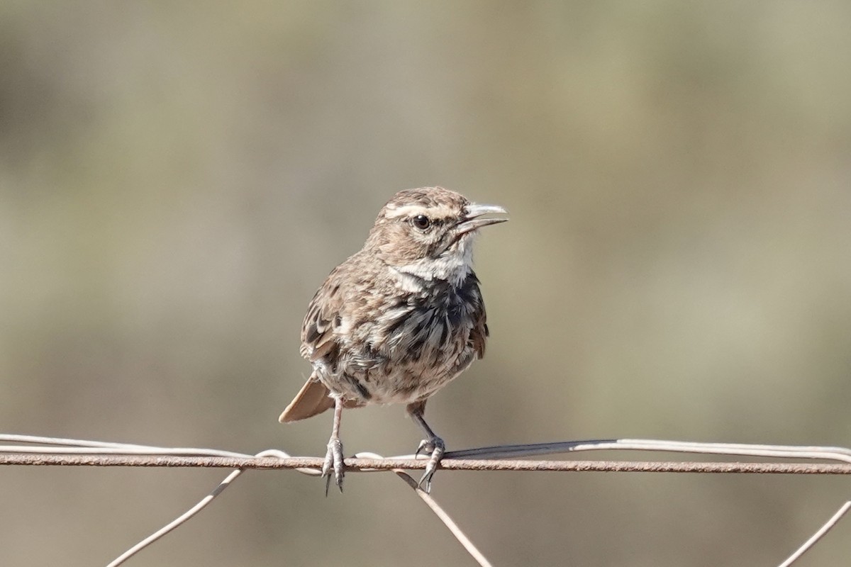 Karoo Lark - ML658808083