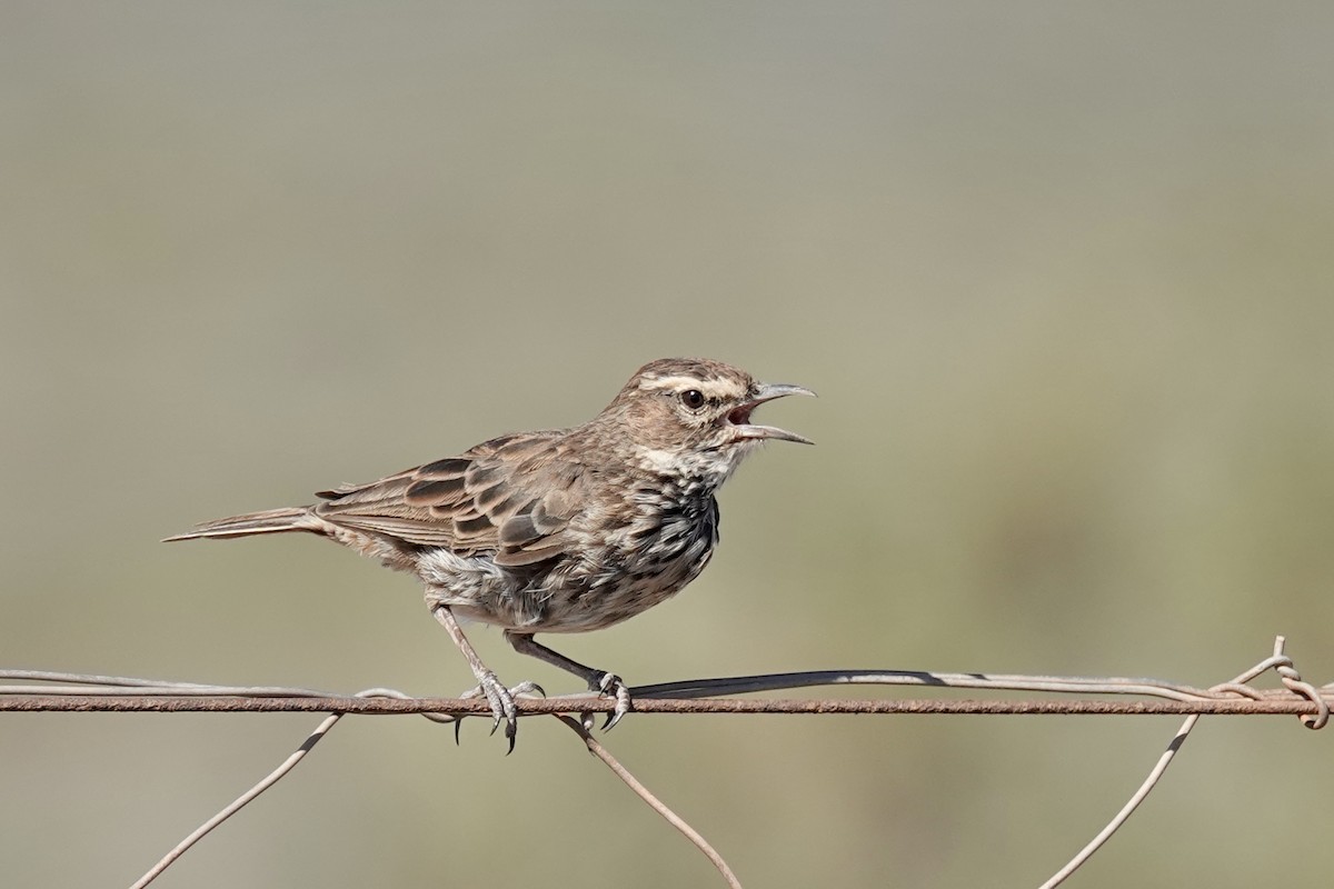 Karoo Lark - ML658808084