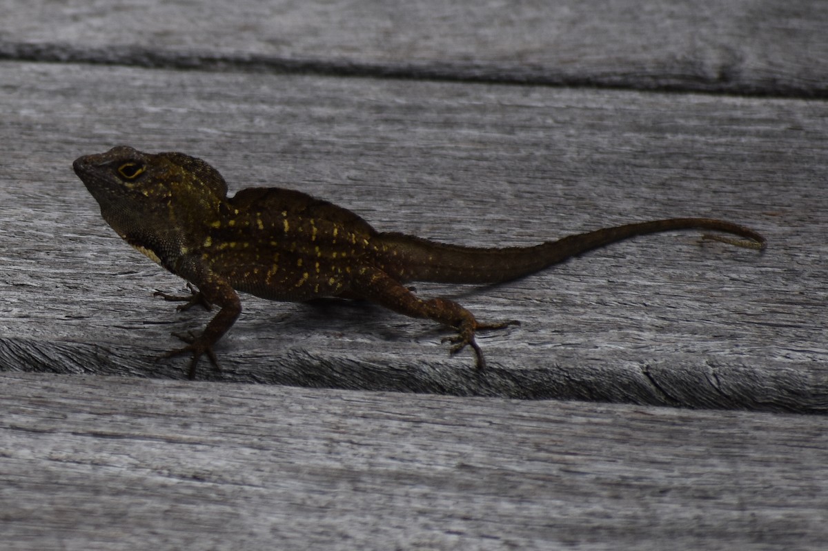 Brown Anole - ML658808566