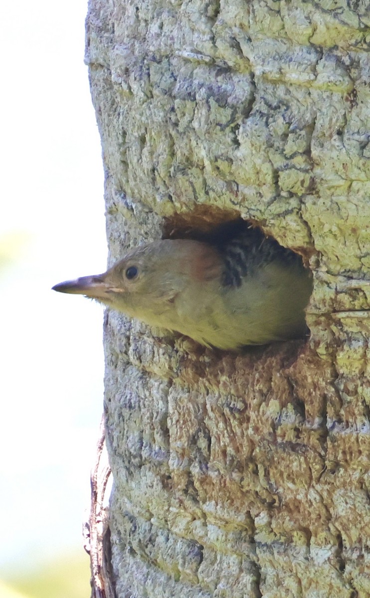 Carolinaspecht - ML658809232