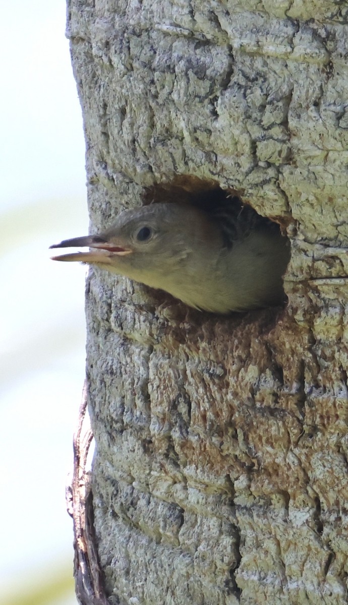 Carolinaspecht - ML658809233
